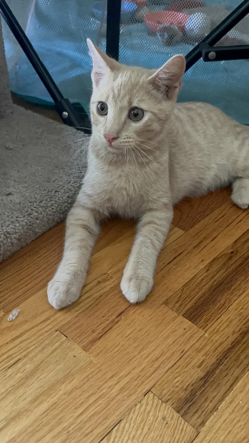 A baby small-sized male Buff / Tan / Fawn Domestic Short Hair cat named Tater for adoption in Orange, CA