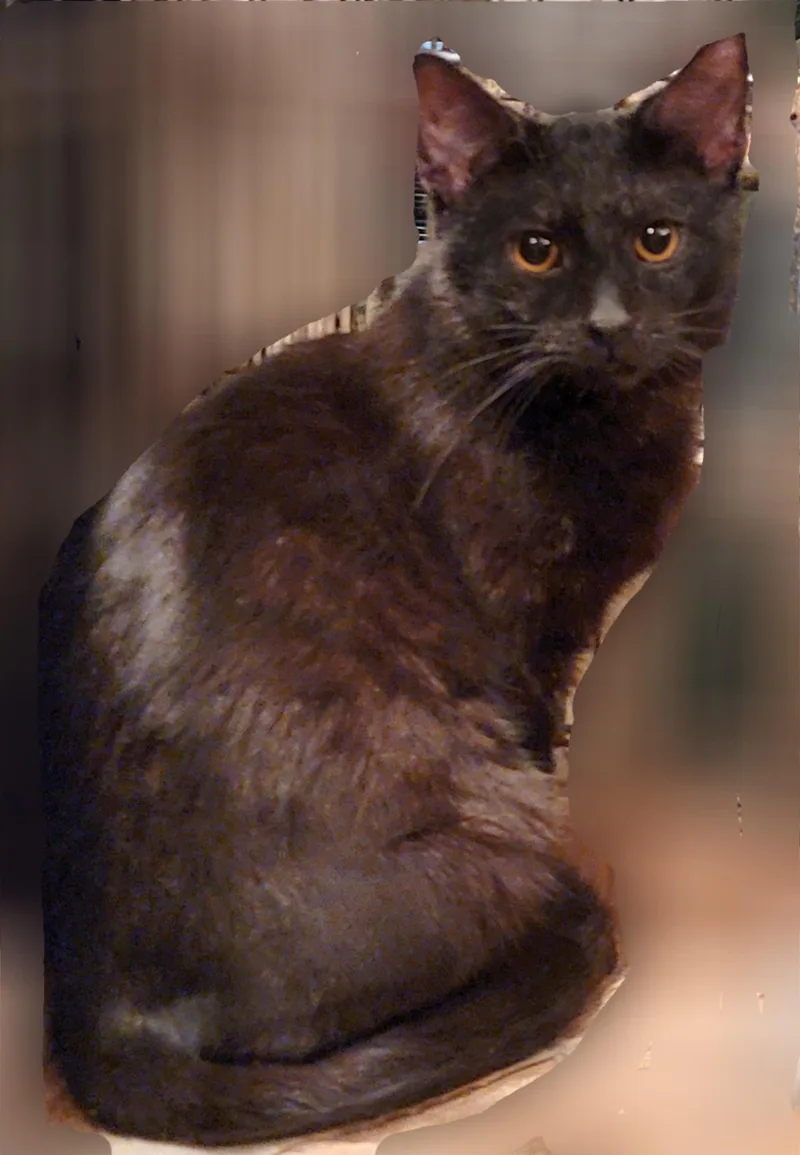 Crowfeather thumbnail 2