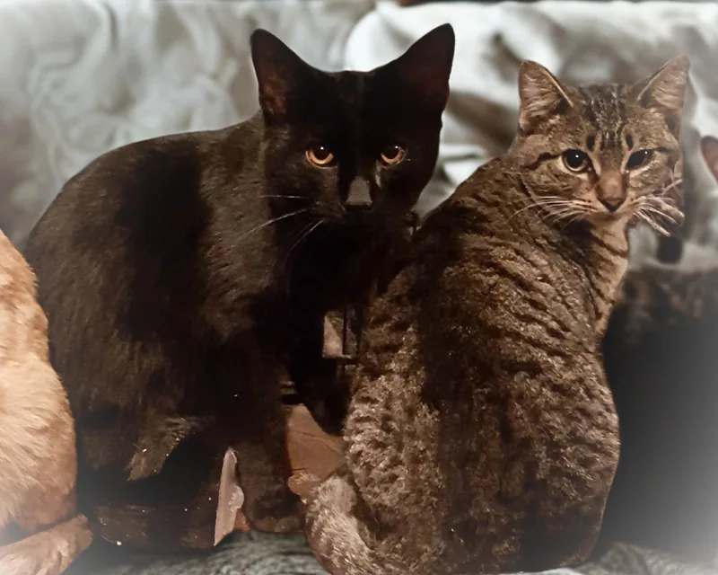 Crowfeather thumbnail 3