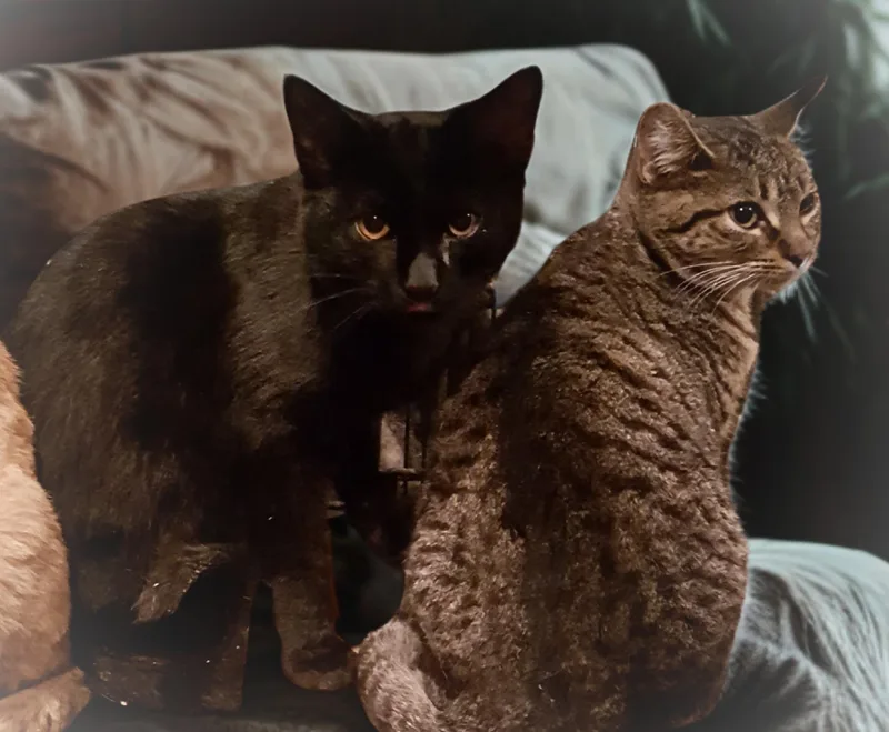 Crowfeather thumbnail 4