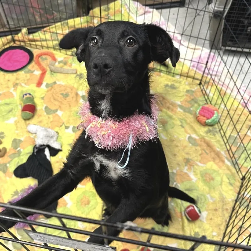 A baby medium-sized female Black Mixed Breed dog named Keesha for adoption in San Francisco, CA