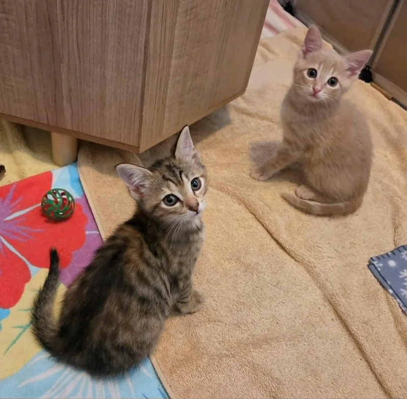 Esther & Promise thumbnail 5