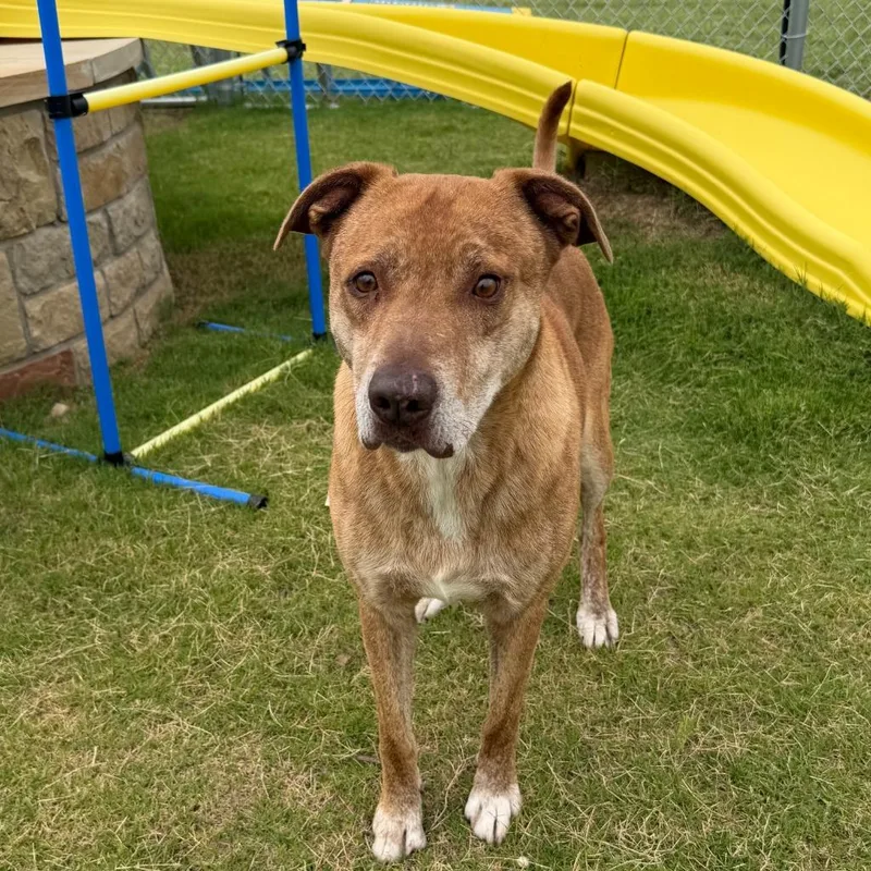 An adult medium-sized male Mixed Breed dog named Diesel for adoption in Glen Rose, TX