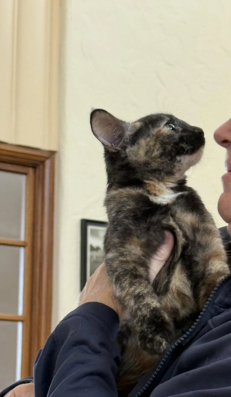 A young medium-sized female Tortoiseshell cat named Nala for adoption in Vacaville, CA