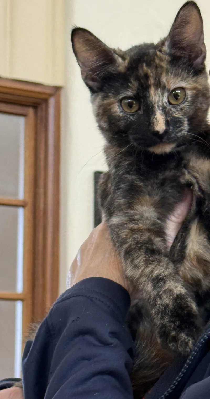 Nala thumbnail 3