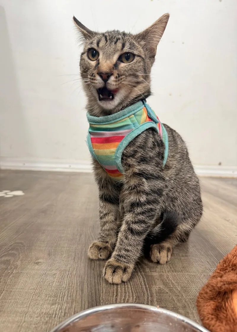 A baby medium-sized female Tabby (Buff / Tan / Fawn) Domestic Short Hair cat named Beatrix Pawter for adoption in Homestead, FL