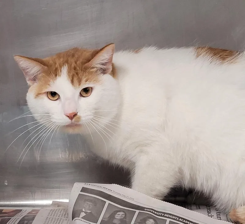 A young large-sized male Domestic Short Hair cat named Charlie for adoption in Hopkinsville, KY