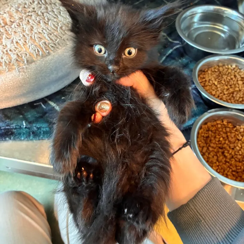 A baby small-sized female Black Domestic Short Hair cat named Carmelita for adoption in Norman, OK