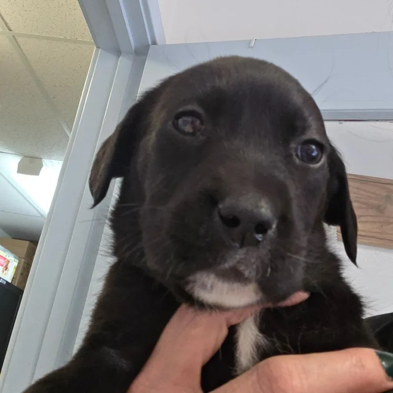 A baby small-sized female Black Mixed Breed dog named Prue for adoption in Fort Bragg, CA