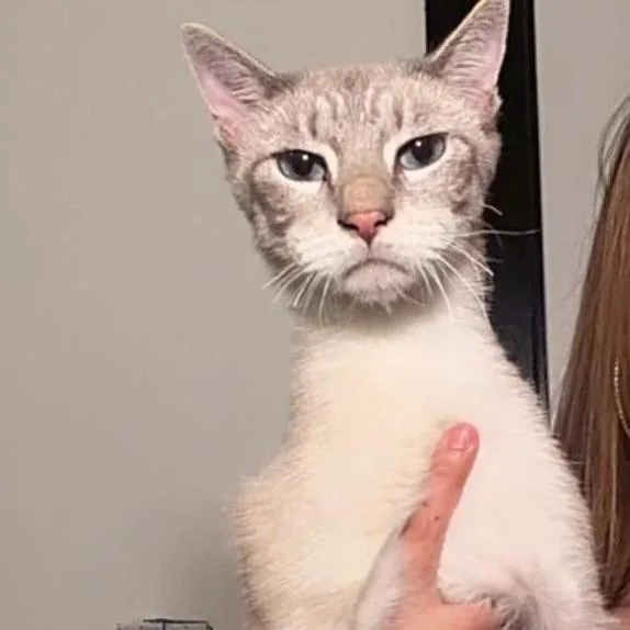 A young small-sized male Siamese cat named Sinna for adoption in Brea, CA