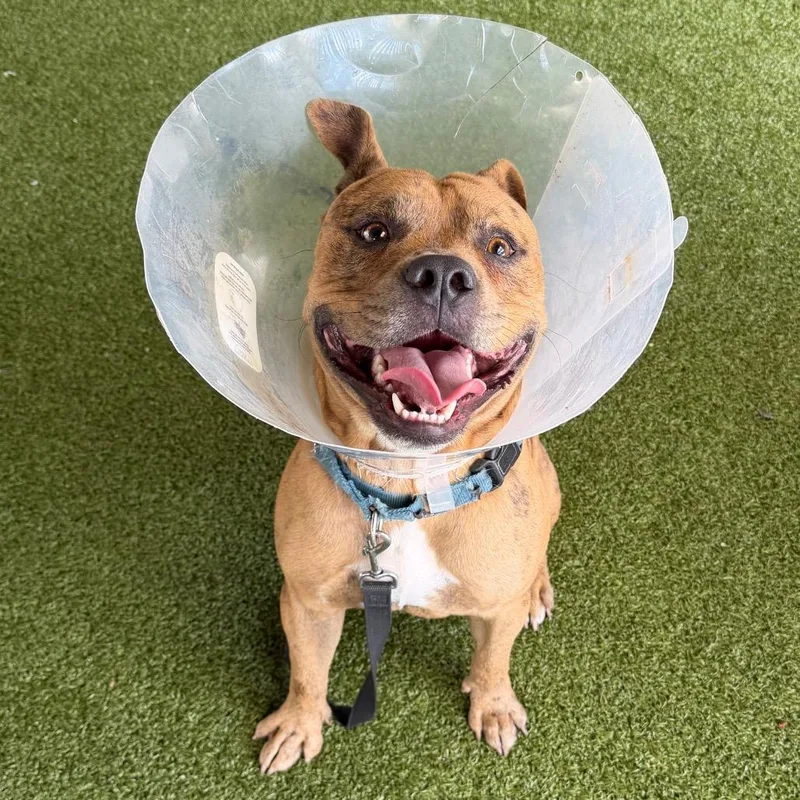 An adult medium-sized male Yellow / Tan / Blond / Fawn Mixed Breed dog named Ghost for adoption in West Palm Beach, FL