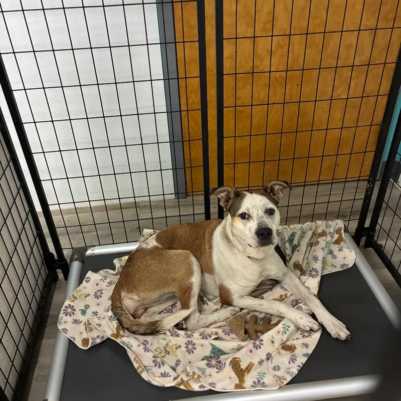 An adult medium-sized female White / Cream Pit Bull Terrier dog named Bff for adoption in St. Louis, MO