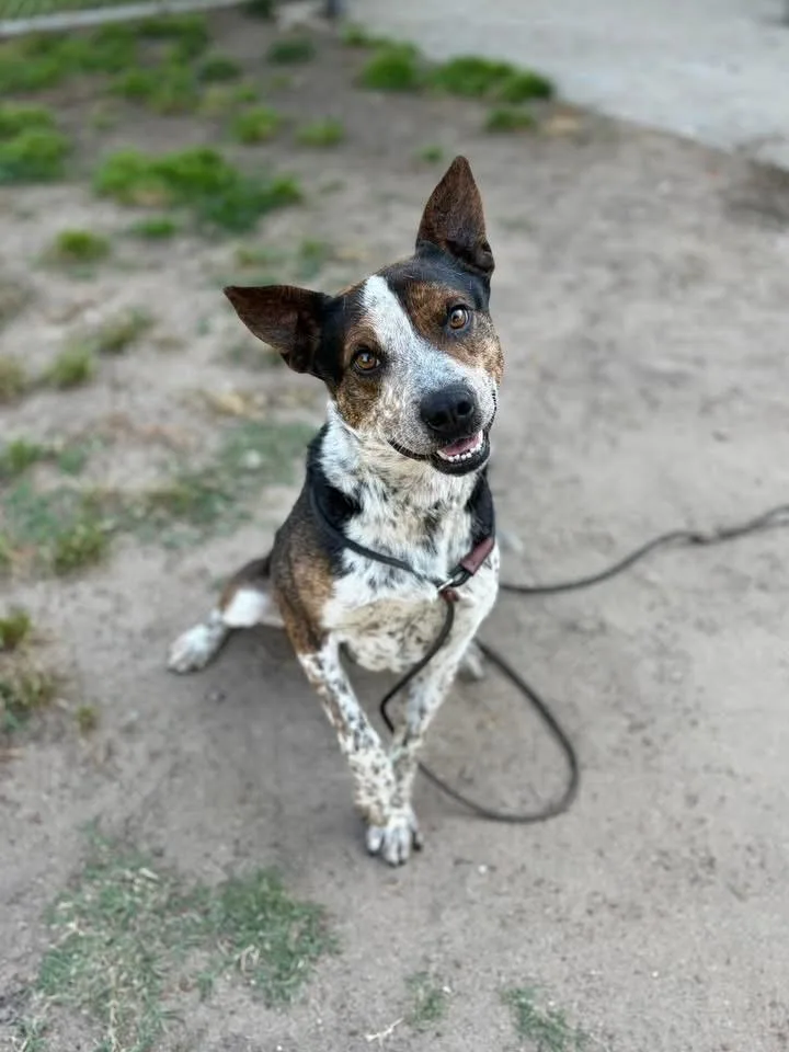 An adult medium-sized male Brown / Chocolate Australian Cattle Dog / Blue Heeler dog named Ryder for adoption in Sonora, CA