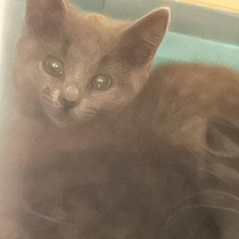 A baby small-sized female Gray / Blue / Silver Domestic Medium Hair cat named Duffy for adoption in Gloucester, VA