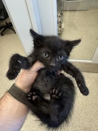 A baby small-sized male Domestic Short Hair cat named Flounder for adoption in Lafayette, IN