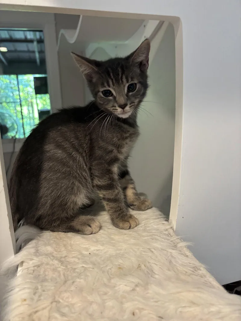 A young medium-sized male Domestic Short Hair cat named Theodore for adoption in King George, VA