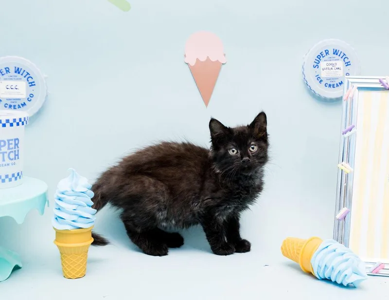 A baby medium-sized female Domestic Long Hair cat named Bingo for adoption in Jefferson, LA