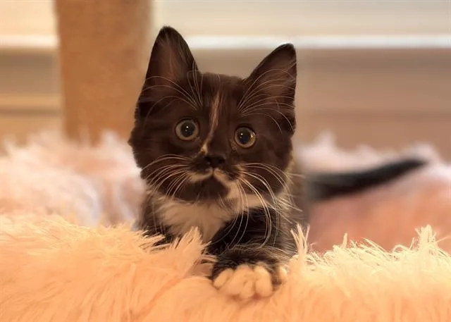 A baby small-sized female Domestic Medium Hair cat named Stasha for adoption in Charlotte, NC