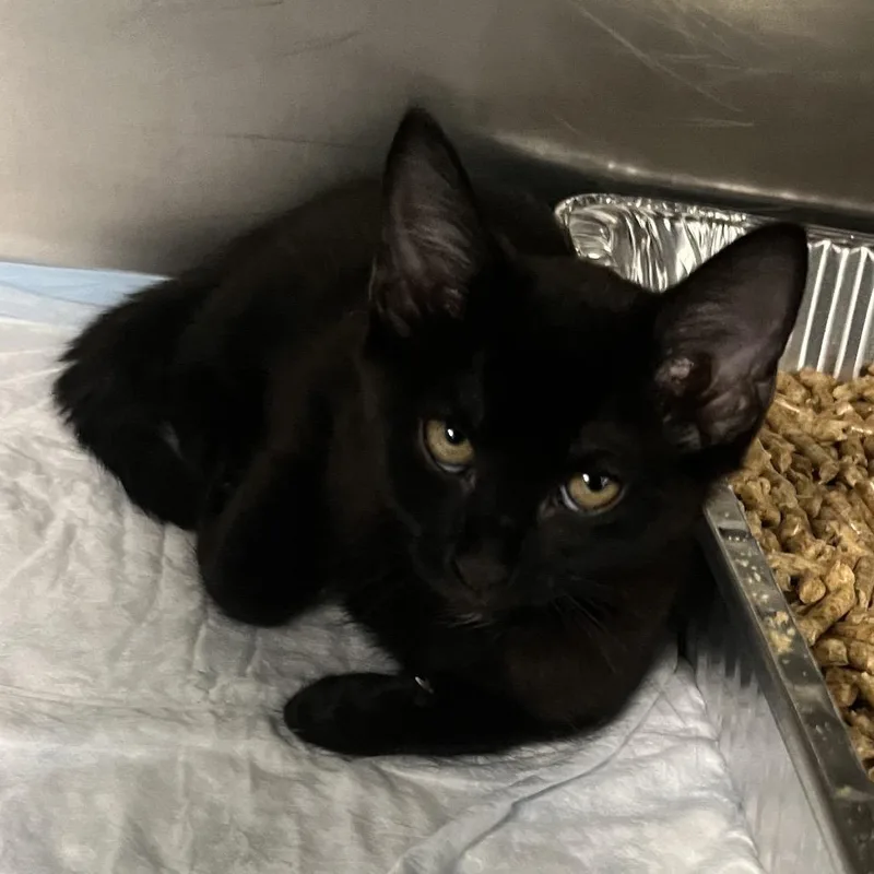 A baby small-sized female Black Domestic Short Hair cat named Tilly for adoption in West Palm Beach, FL