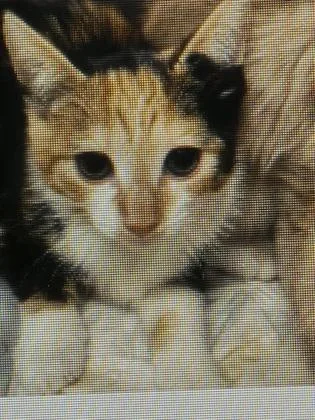 A baby small-sized female Domestic Short Hair cat named Shirley for adoption in Cincinnati, OH