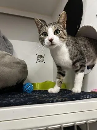 An adult medium-sized male Domestic Short Hair cat named Mr. Amazing for adoption in Westland, MI