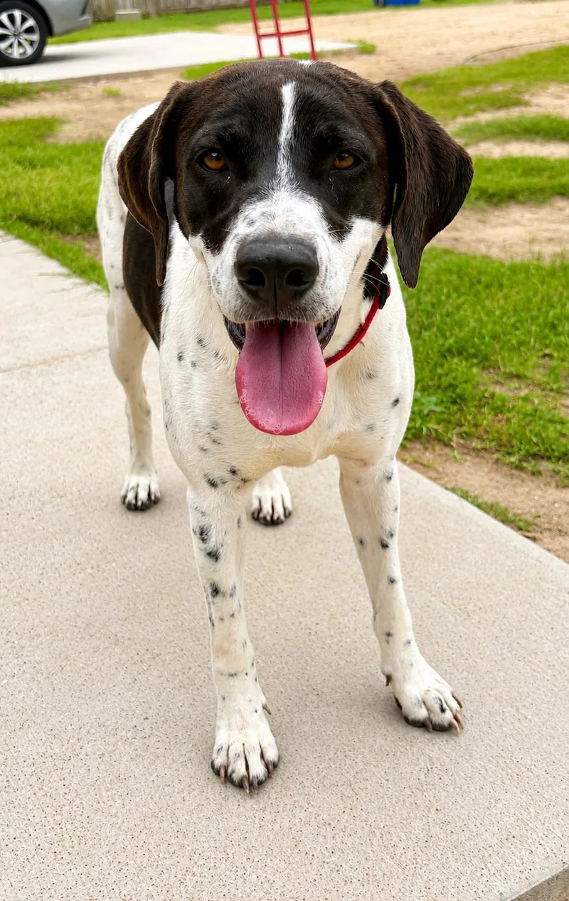A young medium-sized female Pointer dog named Belle for adoption in Carmel, NY