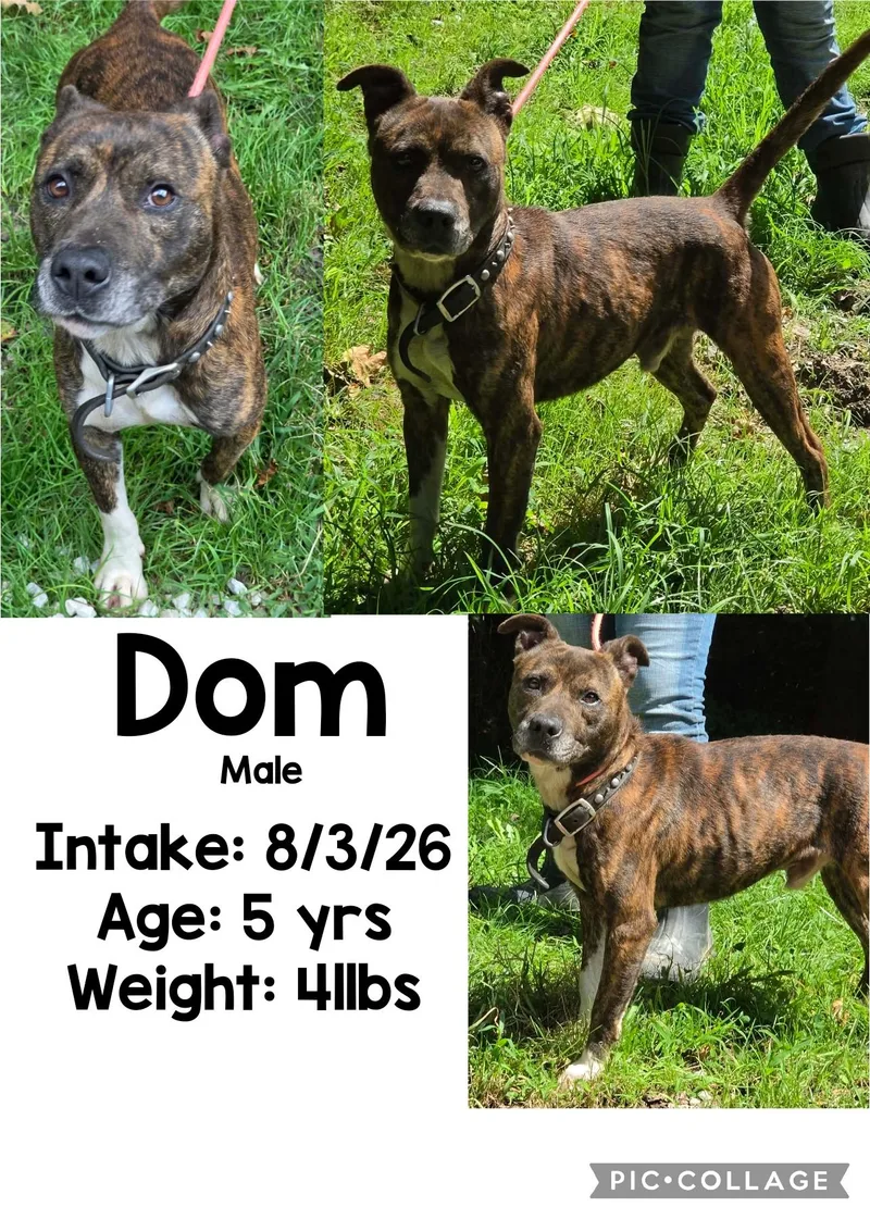 Dom