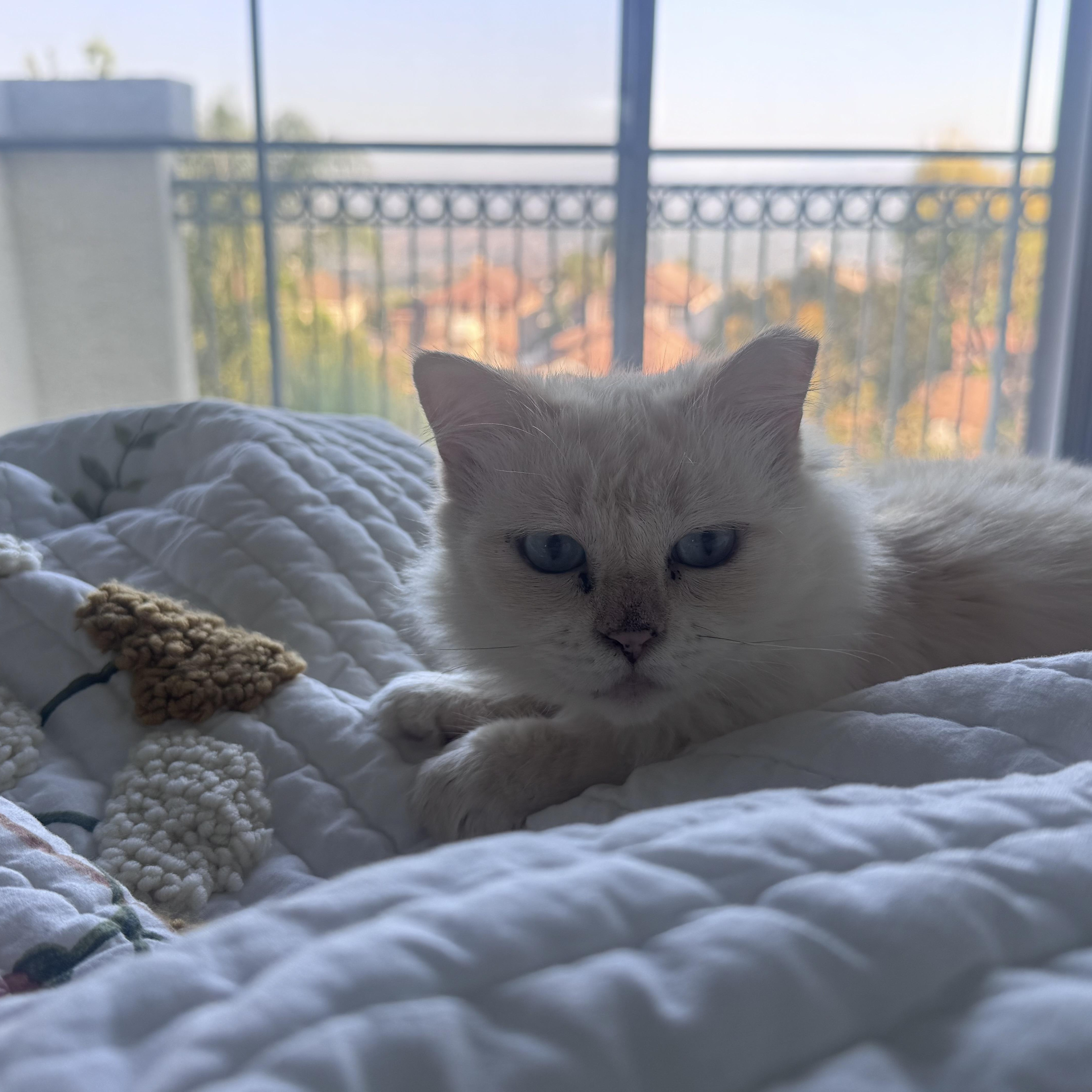 An adult medium-sized female Ragdoll cat named Harlow for adoption in Santa Ana, CA