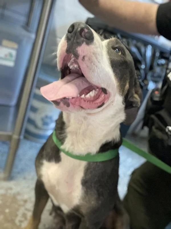 An adult large-sized female Pit Bull Terrier dog named Kora for adoption in Mobile, AL
