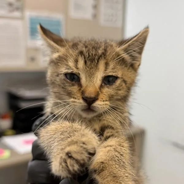 A baby small-sized female Domestic Short Hair cat named Silvie for adoption in San Diego, CA