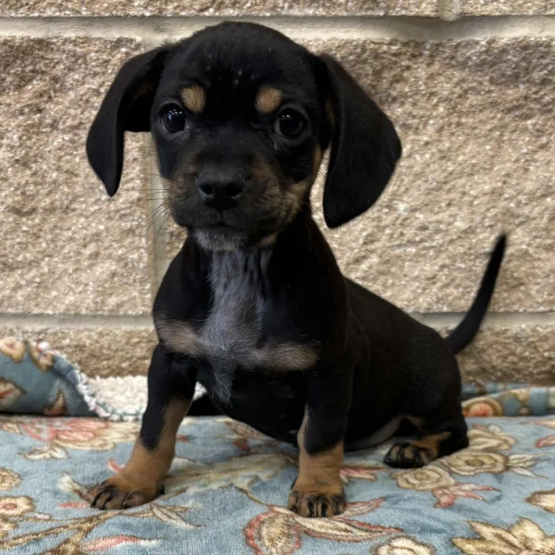 A baby small-sized male Brown / Chocolate Dachshund dog named Bennett for adoption in Beaumont, TX