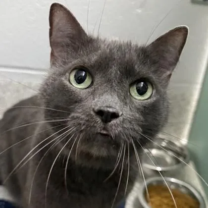 An adult medium-sized female Black Domestic Short Hair cat named Peppermint for adoption in Lansing, MI