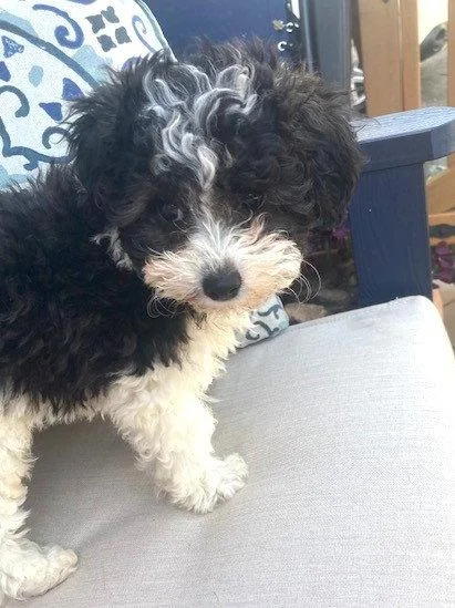 A baby small-sized female Poodle dog named Minnie for adoption in Wheaton, IL
