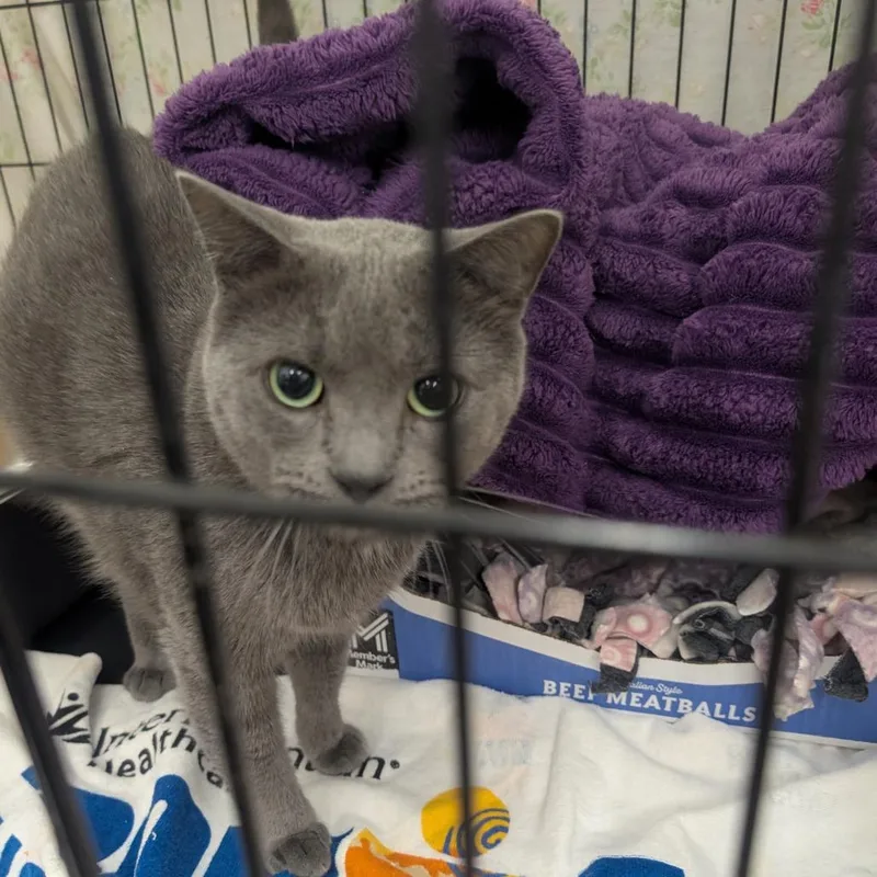 A baby small-sized male Gray / Blue / Silver Domestic Short Hair cat named Need To Name for adoption in Bismarck, ND