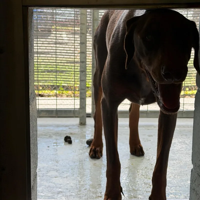 An adult large-sized male Brown / Chocolate Doberman Pinscher dog named Pinky for adoption in Bastrop, TX