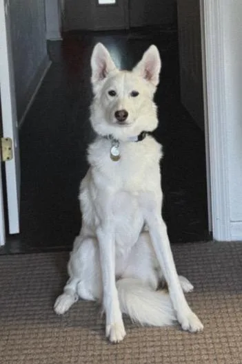 Cannoli