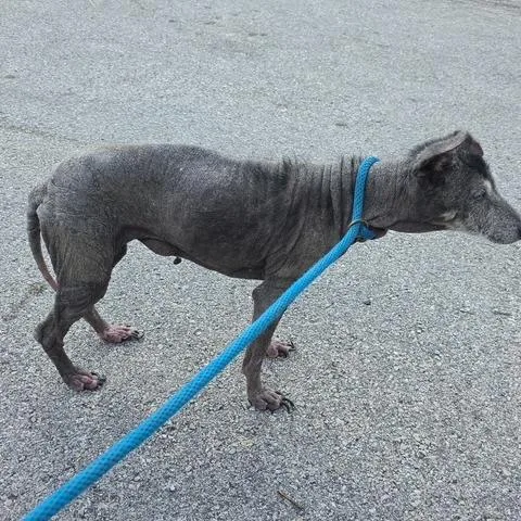 A senior small-sized female Gray / Blue / Silver Mixed Breed dog named Possom for adoption in Houston, TX