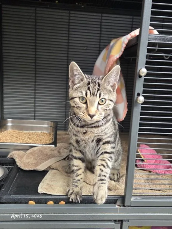 A young medium-sized male Domestic Short Hair cat named Caspian for adoption in Hagerstown, MD