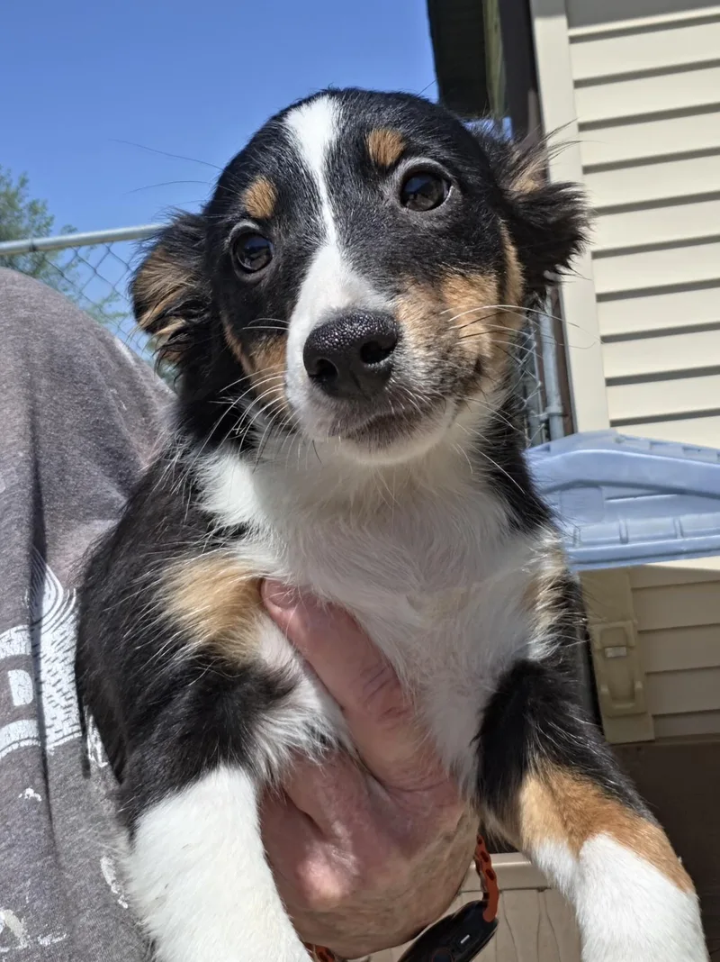 Betty Boop thumbnail 2