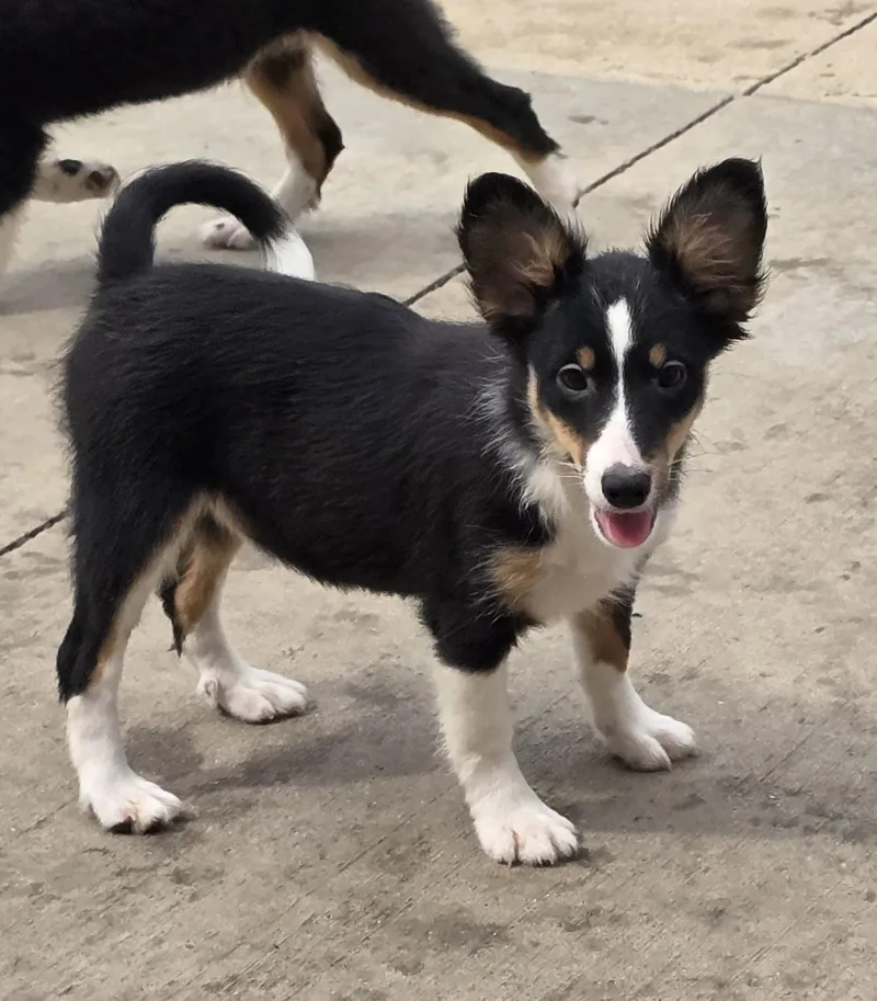 Betty Boop thumbnail 3