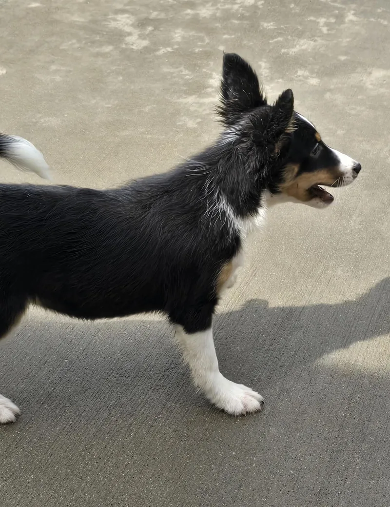 Betty Boop thumbnail 4