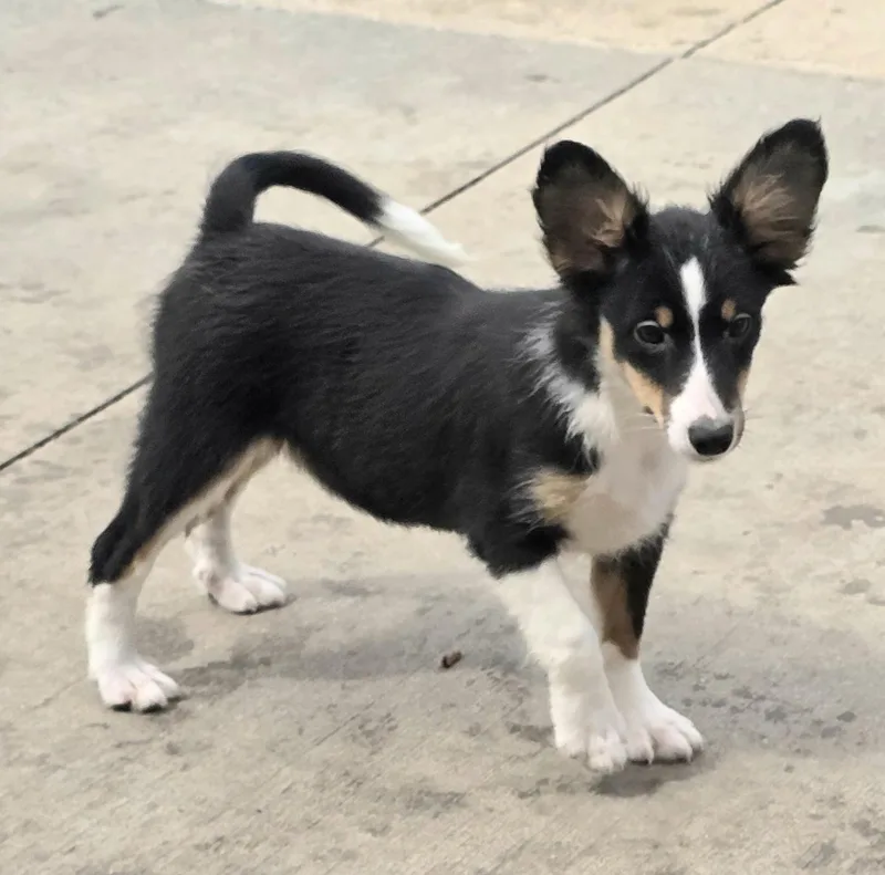 Betty Boop thumbnail 5