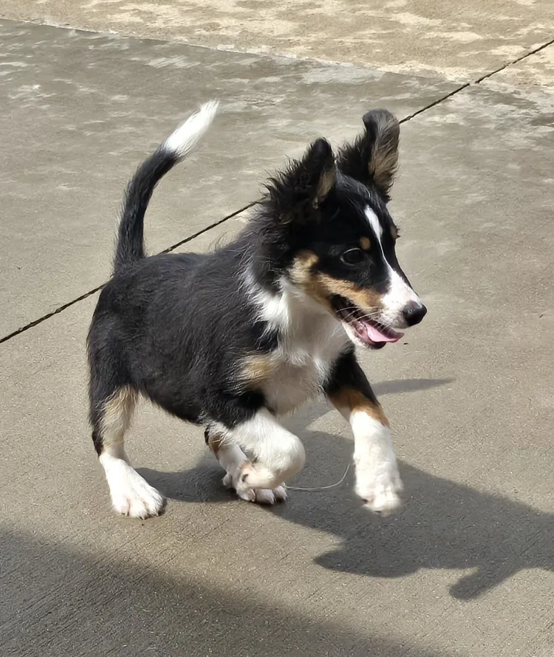 A baby small-sized female Tricolor (Brown, Black, & White) Shetland Sheepdog / Sheltie dog named Betty Boop for adoption in Terre Haute, IN