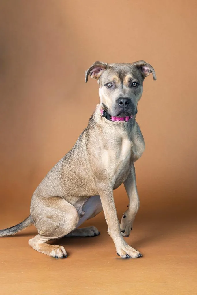 Doc Marten thumbnail 4