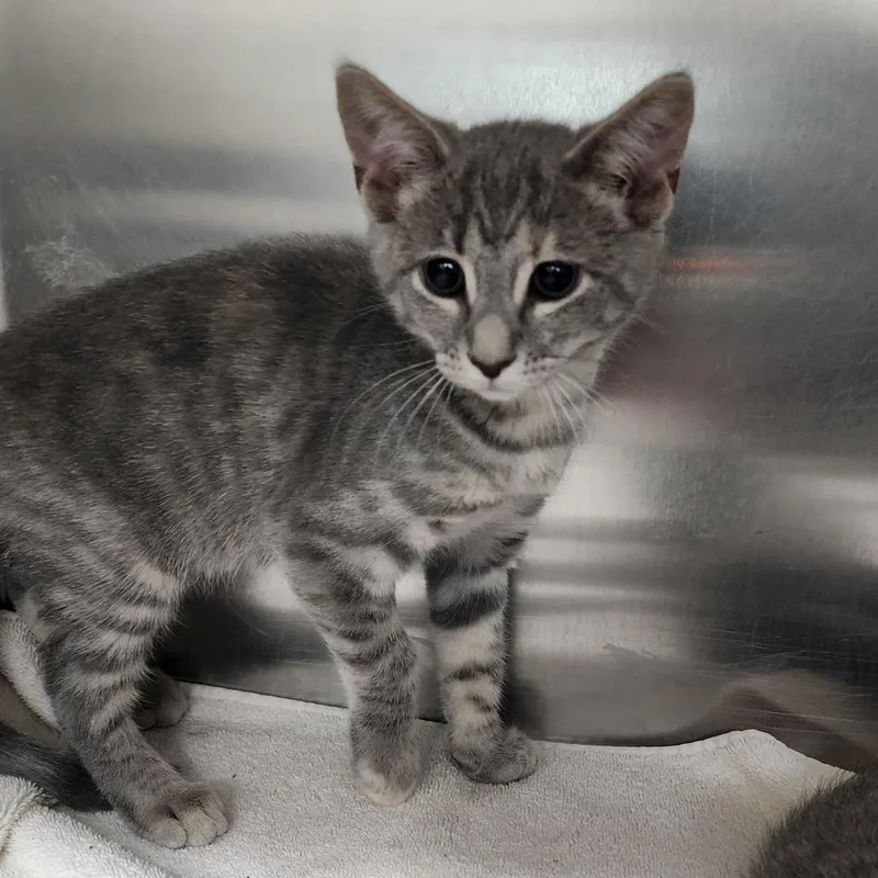A baby small-sized female Gray / Blue / Silver Domestic Short Hair cat named Pop Chip for adoption in Bedford, NH