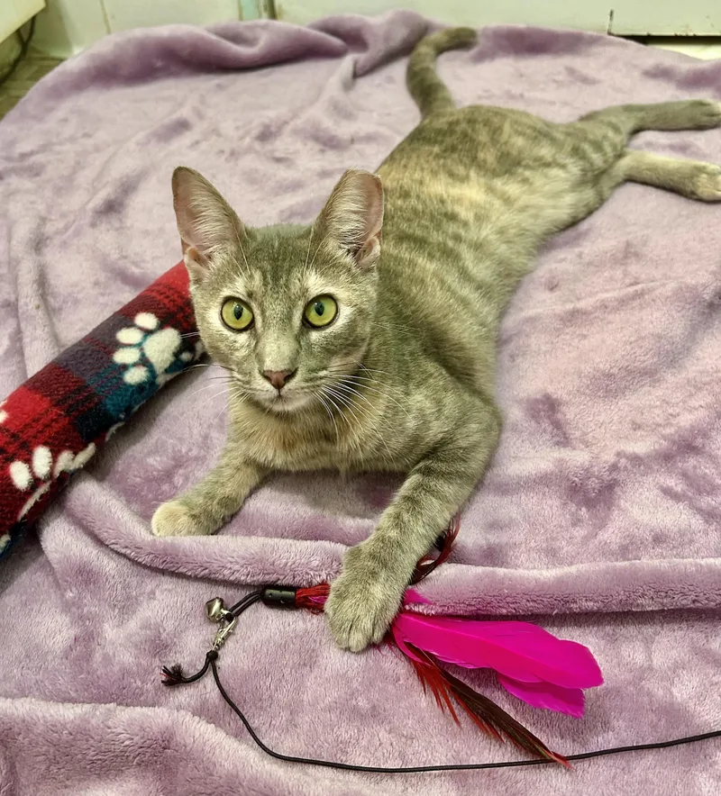 A baby medium-sized female Dilute Calico Domestic Short Hair cat named C.C.Watch Video for adoption in Port Orange, FL