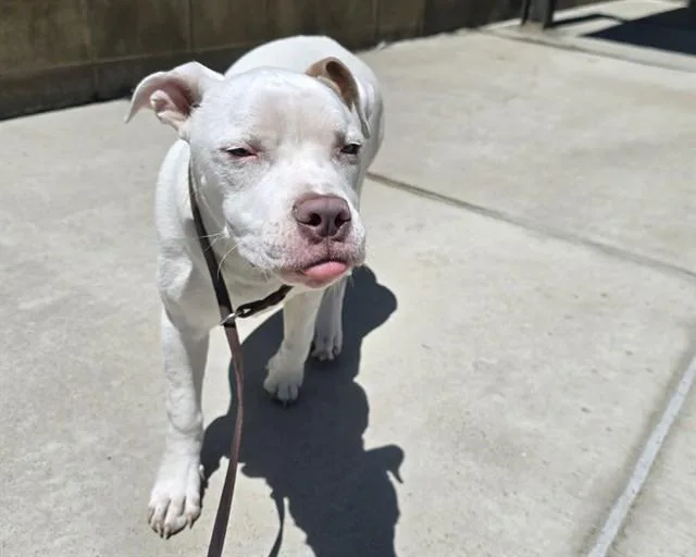 Chico