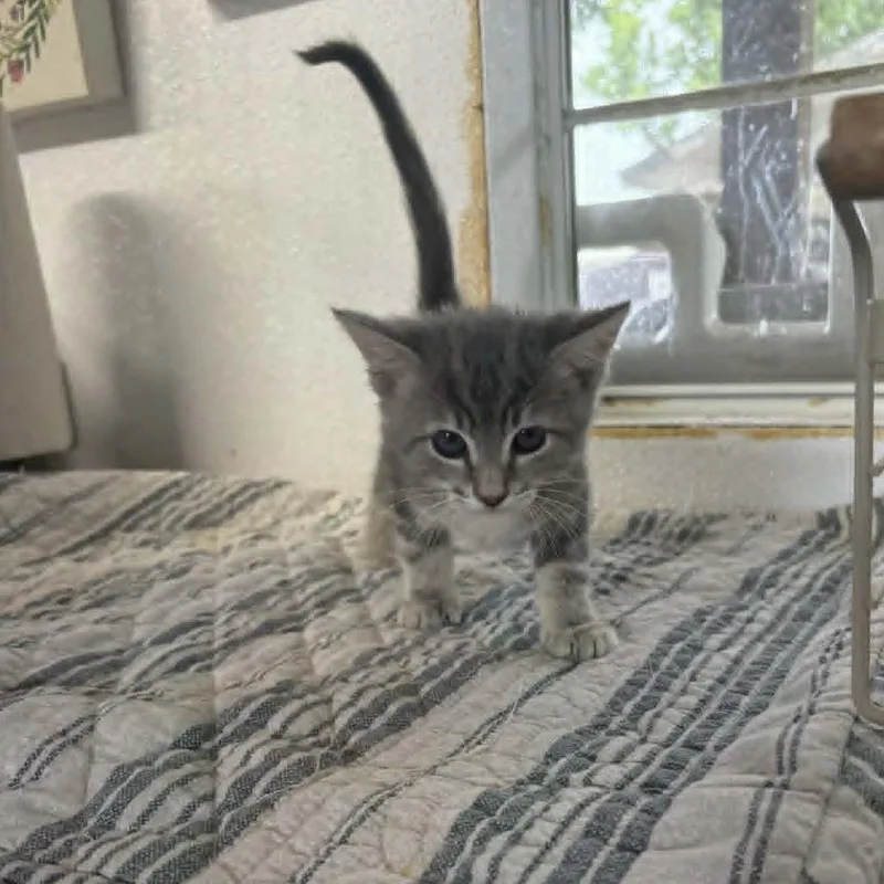 A baby small-sized female Gray / Blue / Silver Domestic Short Hair cat named Wheaties for adoption in Stephenville, TX