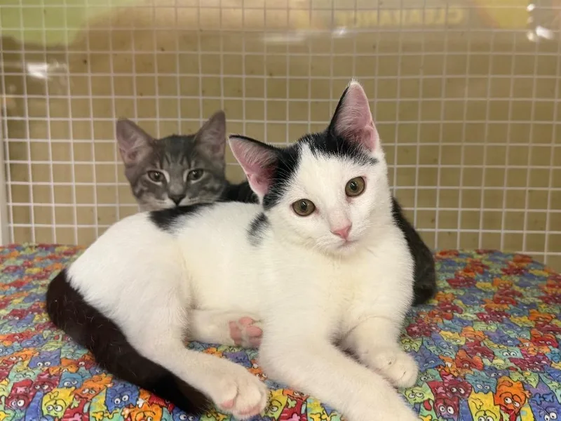 A baby medium-sized male Domestic Short Hair cat named Possum for adoption in Fort Oglethorpe, GA