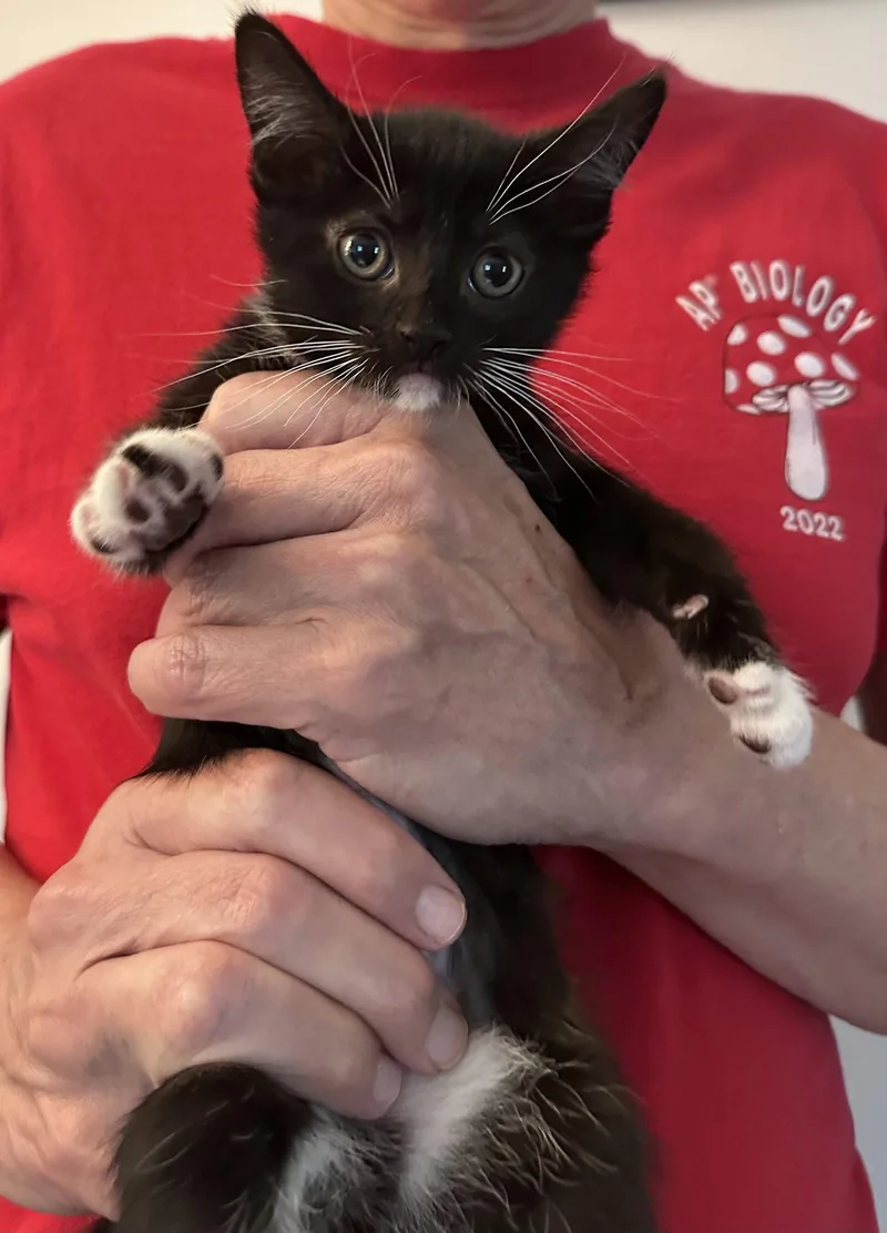 A baby medium-sized female Black & White / Tuxedo Domestic Short Hair cat named Wood Lark for adoption in Trenton, NJ
